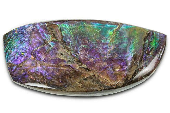 Flashy Ammolite (Fossil Ammonite Shell) - Purple & Green #350348